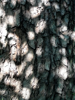 shining tree.jpg